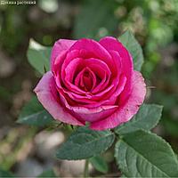 Meilland Роза Гранд Гала розовый