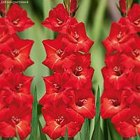 Holland Bulbs Гладиолус Хантинг Сонг