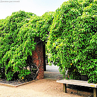 Belgium Plants Van. Актинидия Иссаи