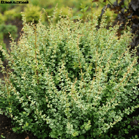 Belgium Plants Van. Барбарис тунберга Сильвер Бьюти