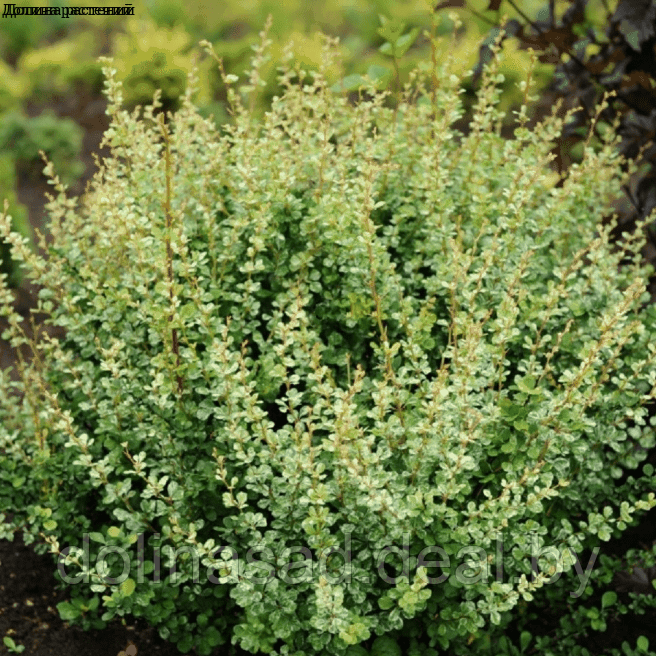 Belgium Plants Van. Барбарис тунберга Сильвер Бьюти - фото 1 - id-p123704628