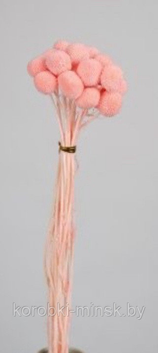Краспедия стабилизированная длина 60-70 см, размер шарика 2-2,5 см. Св.розовый