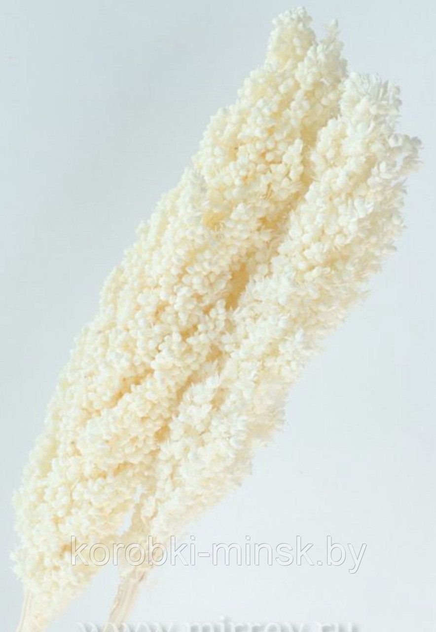 Сухоцвет "Сорго" Белый, длина 70-80 см, 130-180 гр/упак