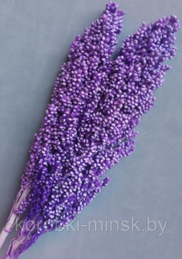 Сухоцвет "Сорго" Пурпурный, длина 70-80 см, 130-180 гр/упак