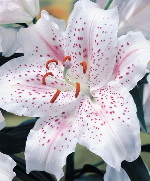 Лилия Восточная Экстраваганза 1шт/упак Живой Мир