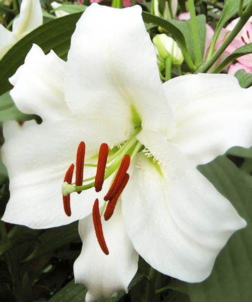 Лилия ОТ-гибрид Претти Вумен 1шт/упак Живой Мир