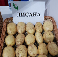 Картофель Лисана