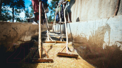 Кофе в зернах Coffee Factory Эфиопия Иргачеффе - фото 6 - id-p224573210