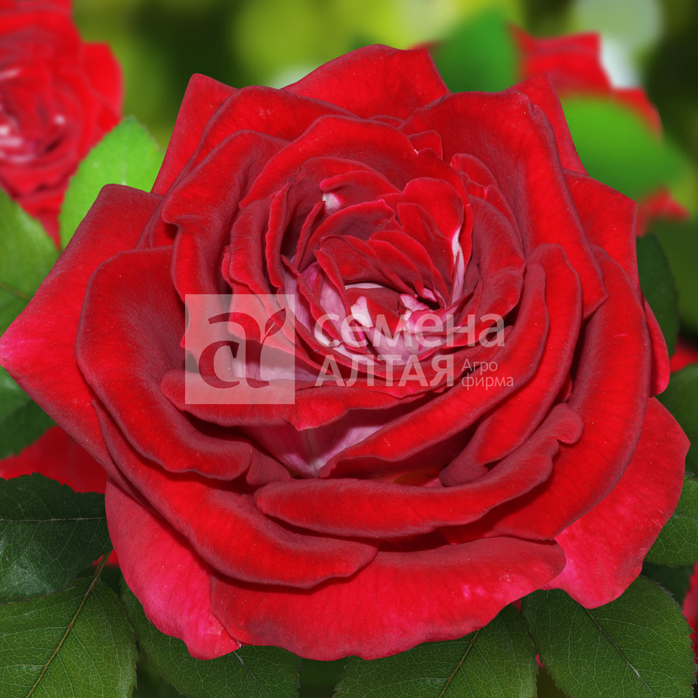 Роза (саженцы) Чайно-гибридная Осирия Алтай - фото 1 - id-p224560568