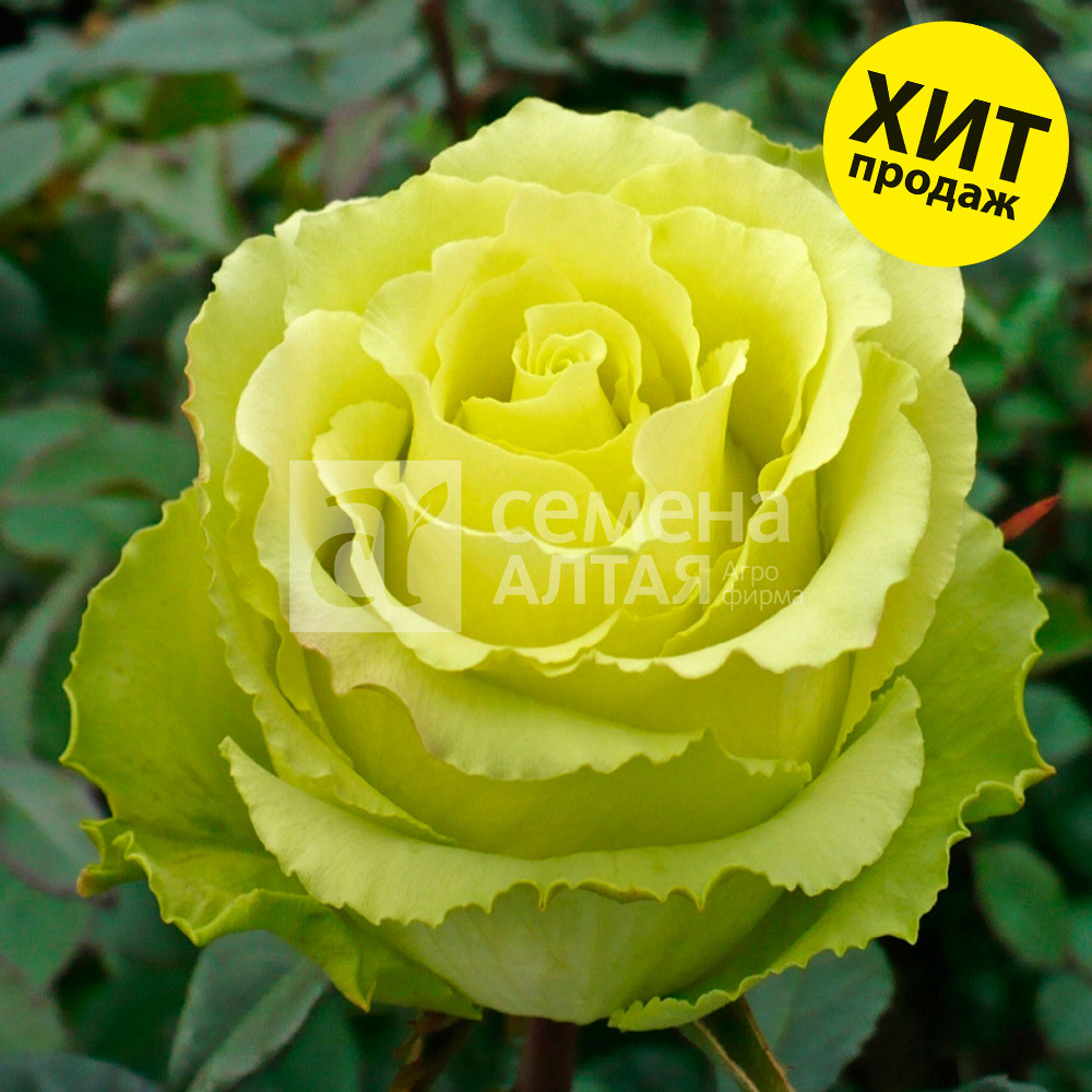 Роза (саженцы) Чайно-гибридная Зеленый чай Алтай - фото 1 - id-p224560590