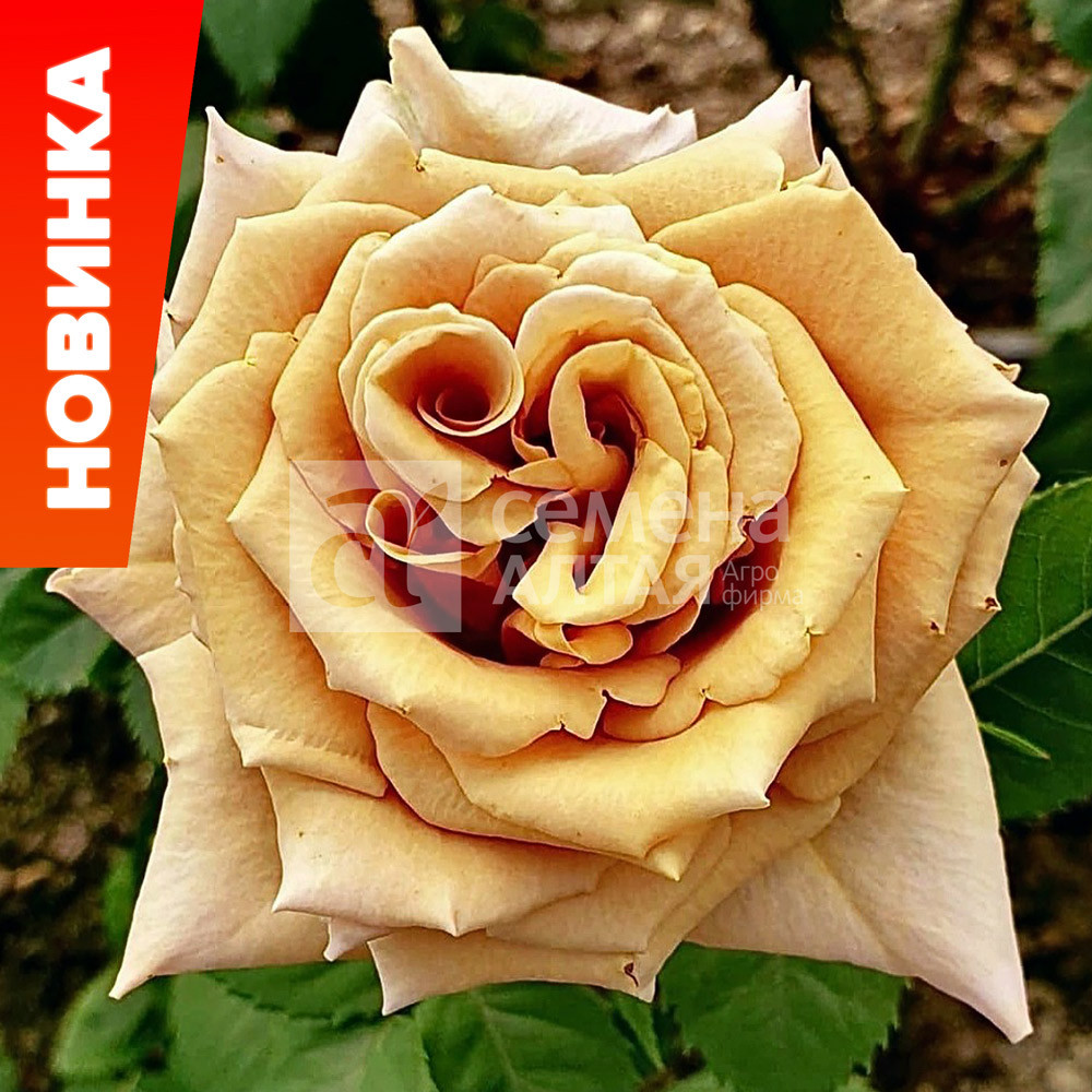 Роза (саженцы) Чайно-гибридная Тоффи Алтай - фото 1 - id-p224560578
