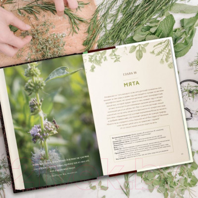 Книга Эксмо Дикие травы: как найти целебные продукты - фото 5 - id-p224716271