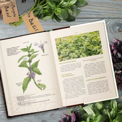 Книга Эксмо Дикие травы: как найти целебные продукты - фото 7 - id-p224716271