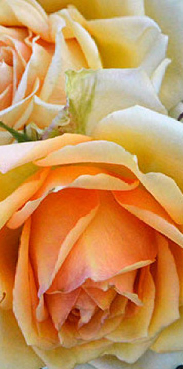 Роза (саженцы) Чайно-гибридная Маракуя - фото 1 - id-p224151649