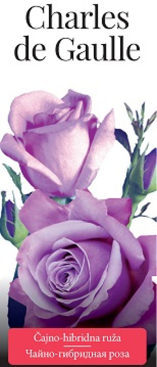 Роза (саженцы) Чайно-гибридная Шарль де Голь - фото 1 - id-p200482222