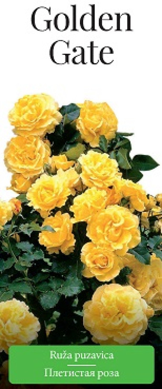 Роза (саженцы) Плетистая Голден Гейт - фото 1 - id-p223870524