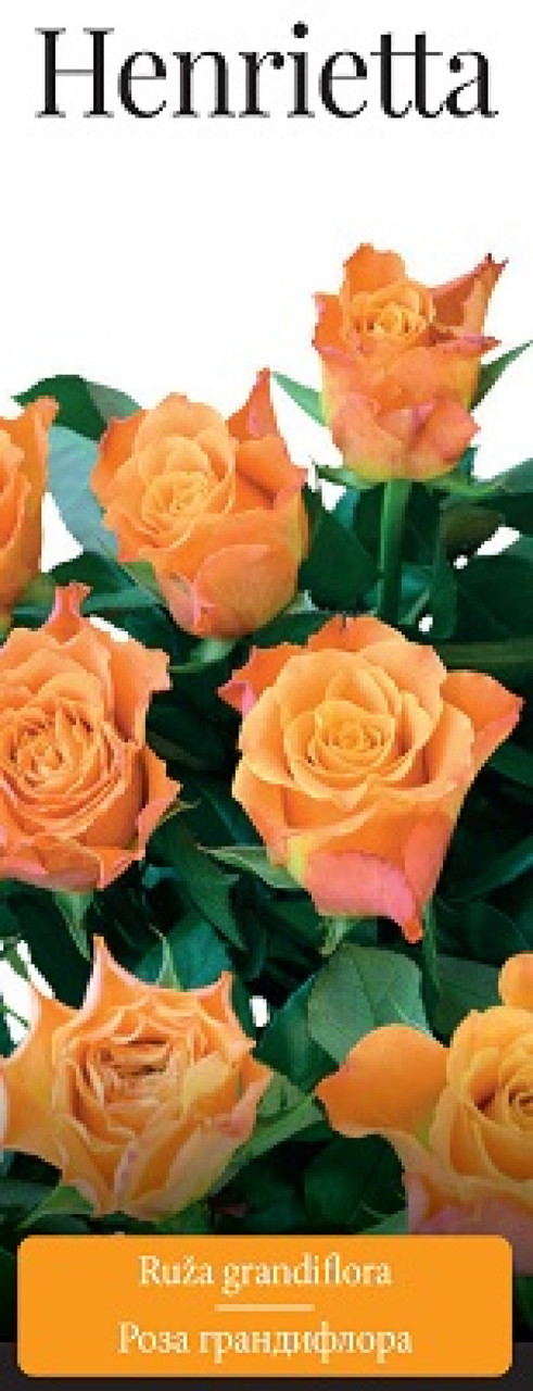 Роза (саженцы) Грандифлора Генриета
