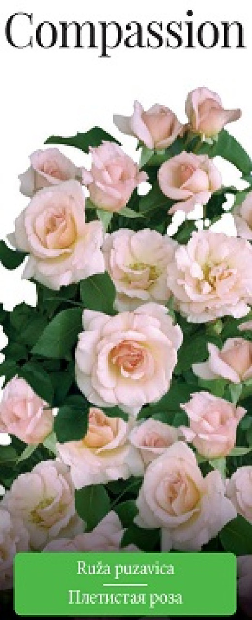 Роза (саженцы) Плетистая Компэшин - фото 1 - id-p223870527