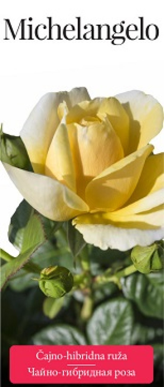 Роза (саженцы) Чайно-гибридная Микеланджело - фото 1 - id-p200482252