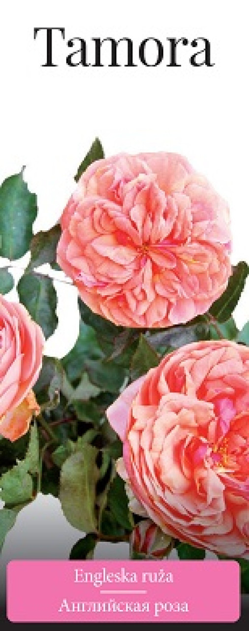 Роза (саженцы) Английская Тамора - фото 1 - id-p223870516