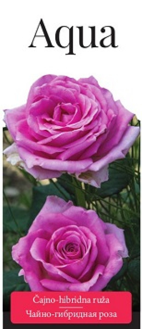 Роза (саженцы) Чайно-гибридная Аква - фото 1 - id-p224235222