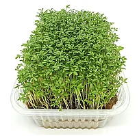Семена Микрозелень Кресс-салат микс 5г.