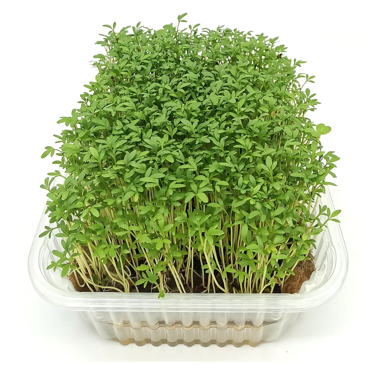 Семена Микрозелень Кресс-салат микс 5г. - фото 1 - id-p224790858