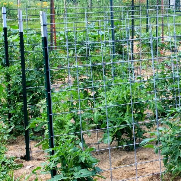 Сетка для выращивания помидоров 1.5х4м ячейка 120х150мм - фото 1 - id-p224811997