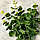 Искусственные цветы букет Эвкалипт зелень, фото 2