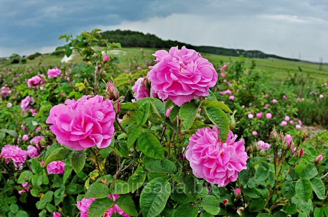 Роза  Казанлыкская (дамасская).