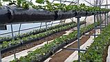 Мешки для выращивания клубники черные 120см*30см 60мкм, фото 7