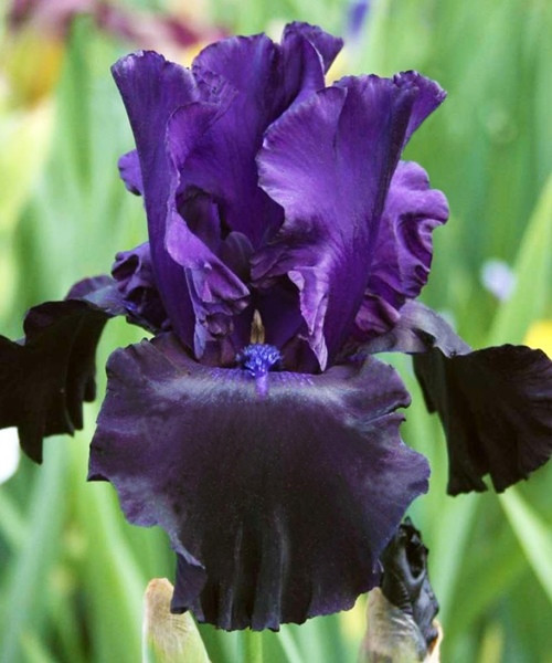 Ирис Германика Блэк Дрэгон 1шт/упак Живой Мир