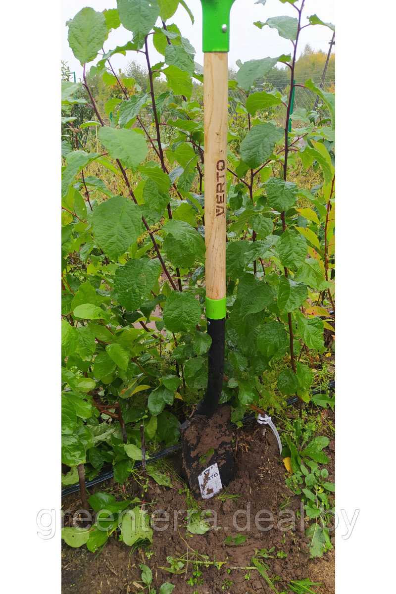 Лопата для пересадки растений VERTO [15G014] - фото 9 - id-p224989000