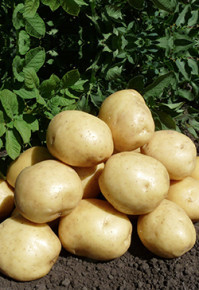 Картофель семенной Коломба (5 кг) 1 репродукция