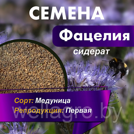 Сидерат Фацелия семена «Медуница», кг, фото 2