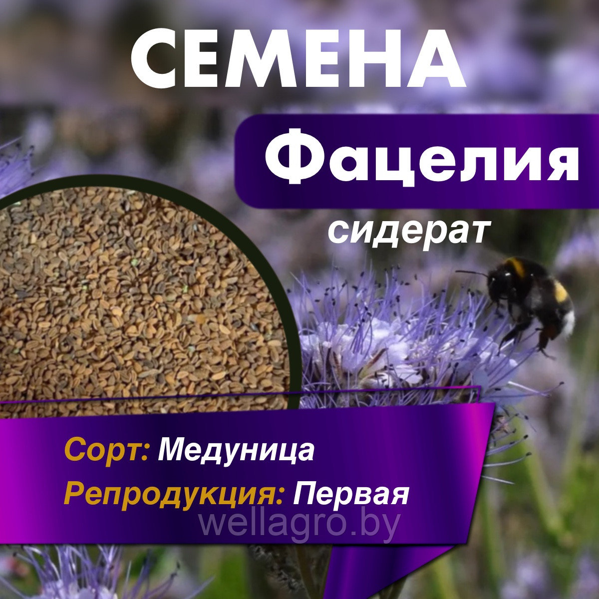 Сидерат Фацелия семена «Медуница», кг - фото 1 - id-p225061307