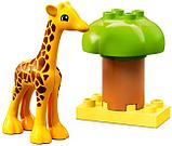 Конструктор LEGO Duplo 10971 Дикие животные Африки, фото 3