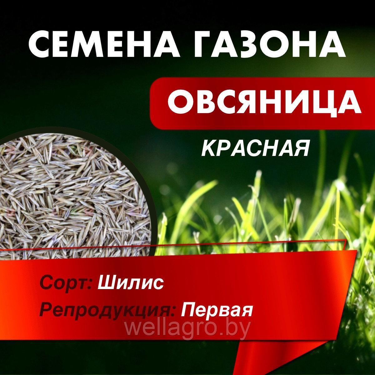 Семена травы газонной Овсяница красная "Шилис", кг