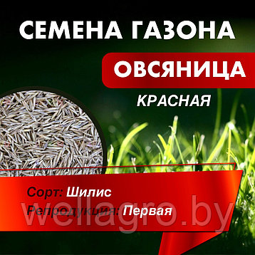 Семена травы газонной Овсяница красная "Шилис", кг, фото 2