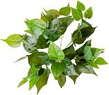 Искусственное растение Lucky Reptile Golden Pothos IF-33, фото 2
