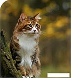 Сухой корм для кошек Spectrum Low Grain Sterilised Adult with Salmon, Anchovy & Cranberry (для стерилизованных, фото 2
