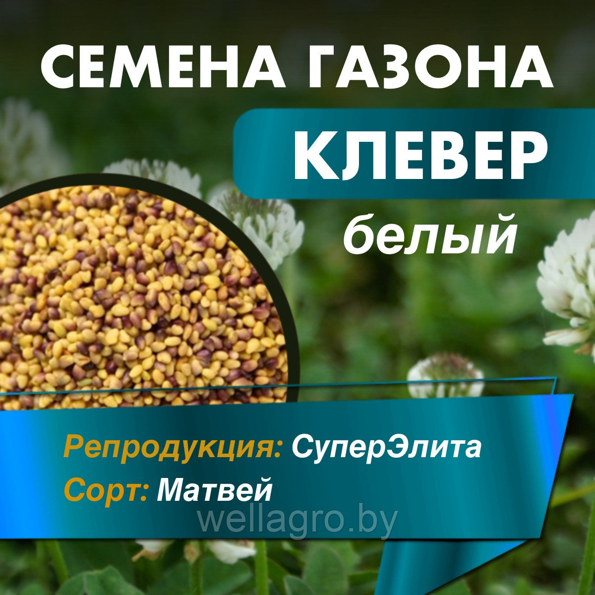 Клевер белый ползучий - семена, сорт Матвей СуперЭлита, кг - фото 1 - id-p225062290