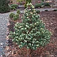 Сосна Фукай (parviflora Fukai) (35-40 см., С5), фото 2