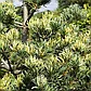 Сосна Фукай (parviflora Fukai) (35-40 см., С5), фото 3