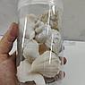 Barbus Shell 008 Набор морских раковин в банке 800мл300-400гр , 5,5-8,5 см, фото 2