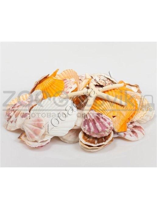 Barbus Shell 017 Набор морских раковин в банке 800мл300-400гр - фото 2 - id-p225065885