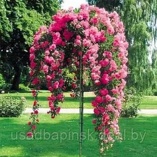 Роза на штамбе (Rosa) (PA100 см, С5)