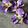 Орхидея искусственная Beautiful, фото 2