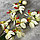 Орхидея искусственная Mint, фото 3