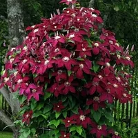 Клематис Ниобе(Clematis Niobe) (С3)